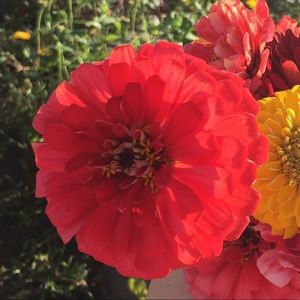 Meet your Posher, Grace